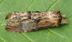 Dasylophia thyatiroides