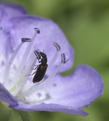 Melyrodes basalis