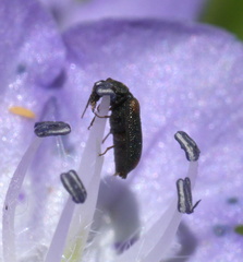 Melyrodes basalis