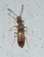 Meronera venustula