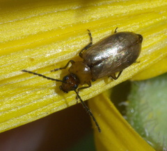 Metrioidea