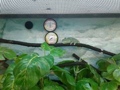 Chamaeleo calyptratus