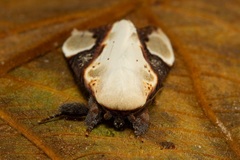 Formofentonia orbifer