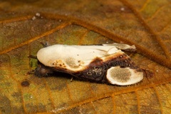 Formofentonia orbifer