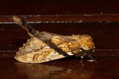 Dudusa synopla