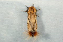 Dudusa synopla