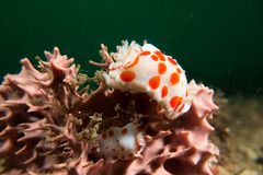 Goniobranchus tasmaniensis
