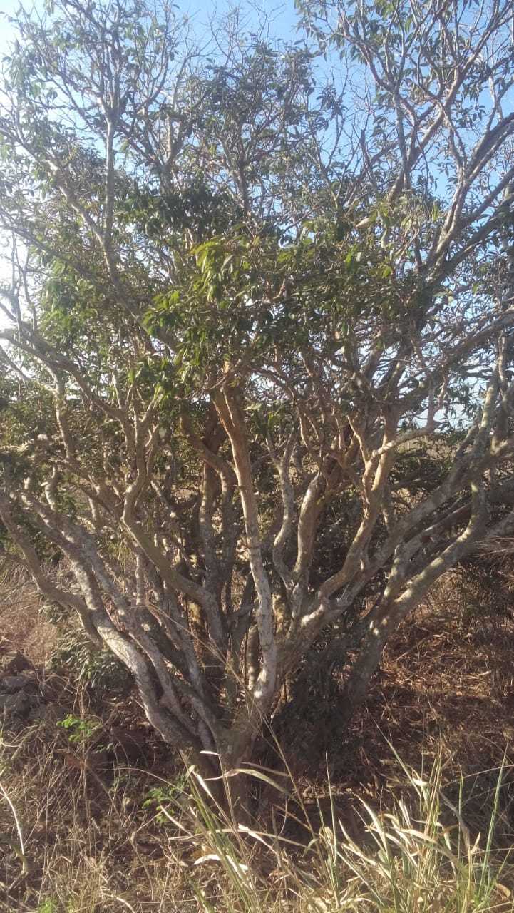 Plinia cauliflora