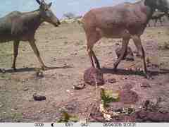 Alcelaphus buselaphus major