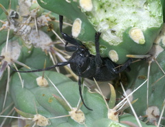 Moneilema armatum