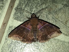Poaphilini