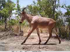 Alcelaphus buselaphus major