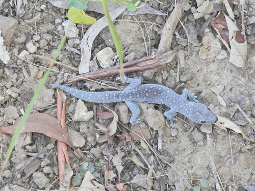 Southern Spotted Velvet Gecko, Oedura tryoni