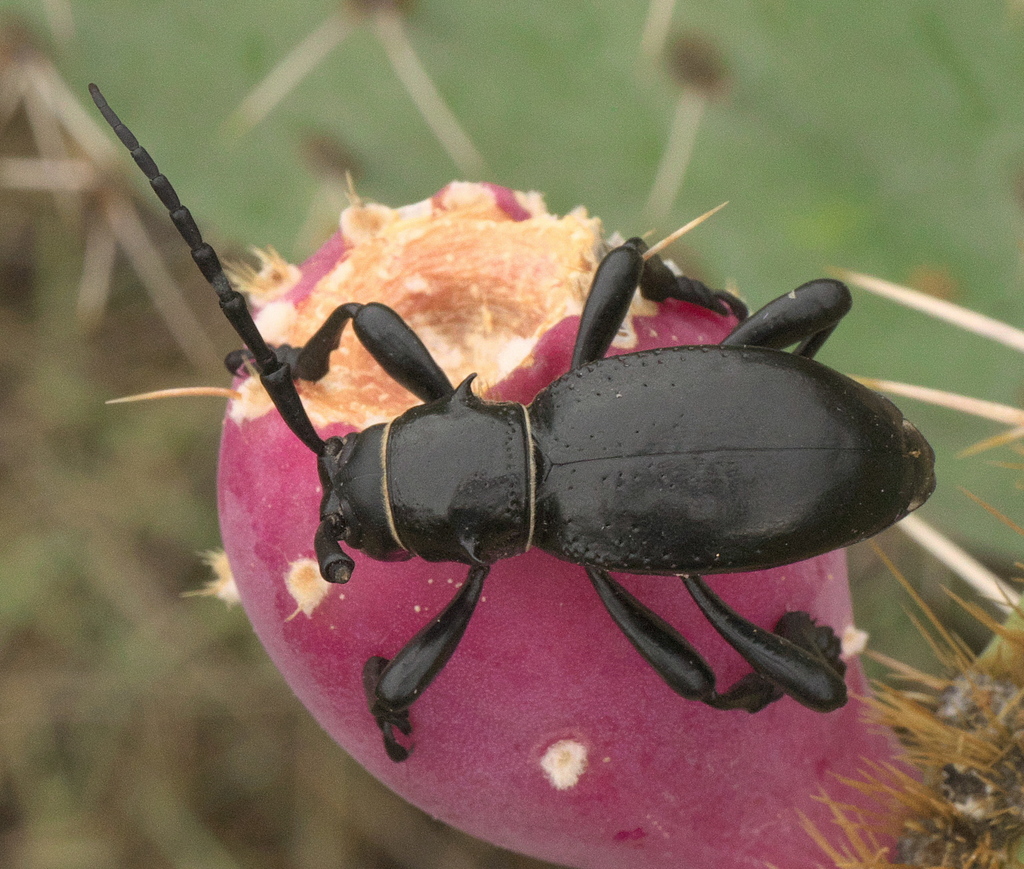 Moneilema gigas