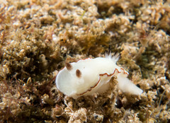 Glossodoris angasi
