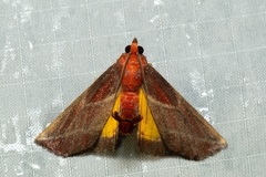 Toccolosida rubriceps