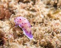 Goniobranchus thompsoni