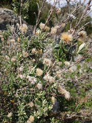 Chiliotrichum diffusum