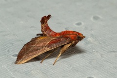 Toccolosida rubriceps