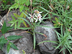 Symphyotrichum anticostense