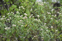 Alternanthera echinocephala