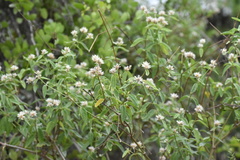 Alternanthera echinocephala