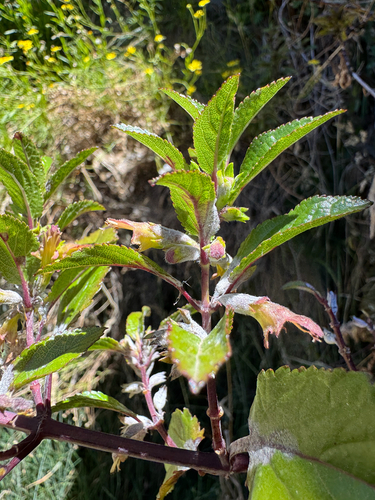 Stenogyne rugosa observed 2025-09-17