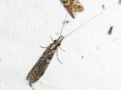 Triplectides similis