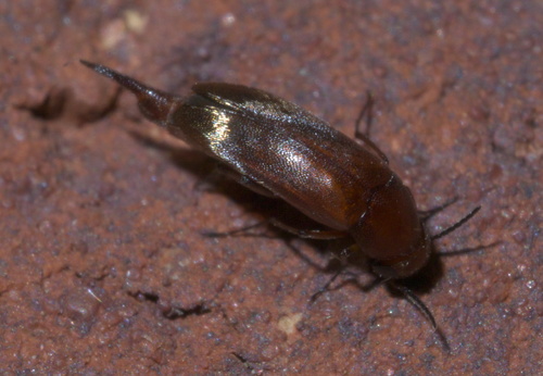 Mordellistena subfuscus