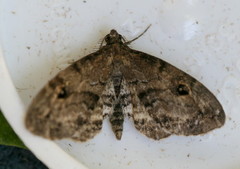 Melanomma auricinctaria