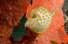 Eubalichthys mosaicus