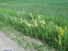 Galium × pomeranicum