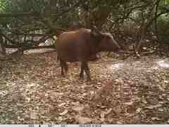 Syncerus caffer brachyceros