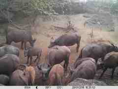 Syncerus caffer brachyceros