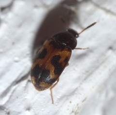 Mycetophagus flexuosus