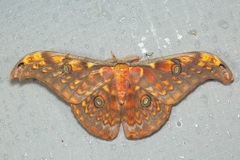 Antheraea larissa