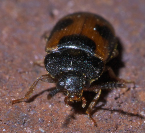 Punctured Hairy Fungus Beetle photo 4