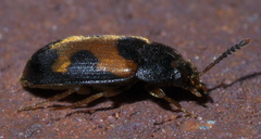 Mycetophagus punctatus