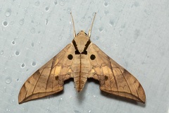 Ambulyx substrigilis