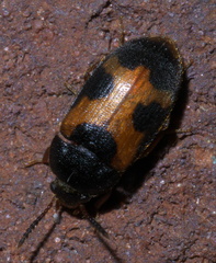 Mycetophagus punctatus
