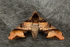 Amplypterus panopus