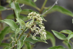 Tournefortia pubescens