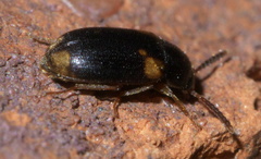 Mycetophagus serrulatus