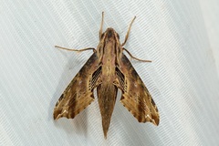 Eupanacra psaltria