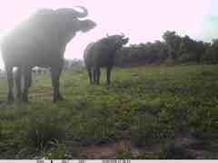 Syncerus caffer brachyceros