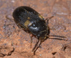 Mycetophagus serrulatus
