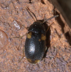Mycetophagus serrulatus