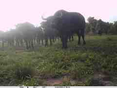 Syncerus caffer brachyceros