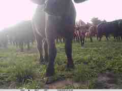 Syncerus caffer brachyceros