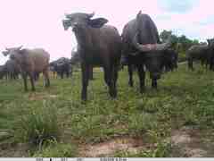 Syncerus caffer brachyceros